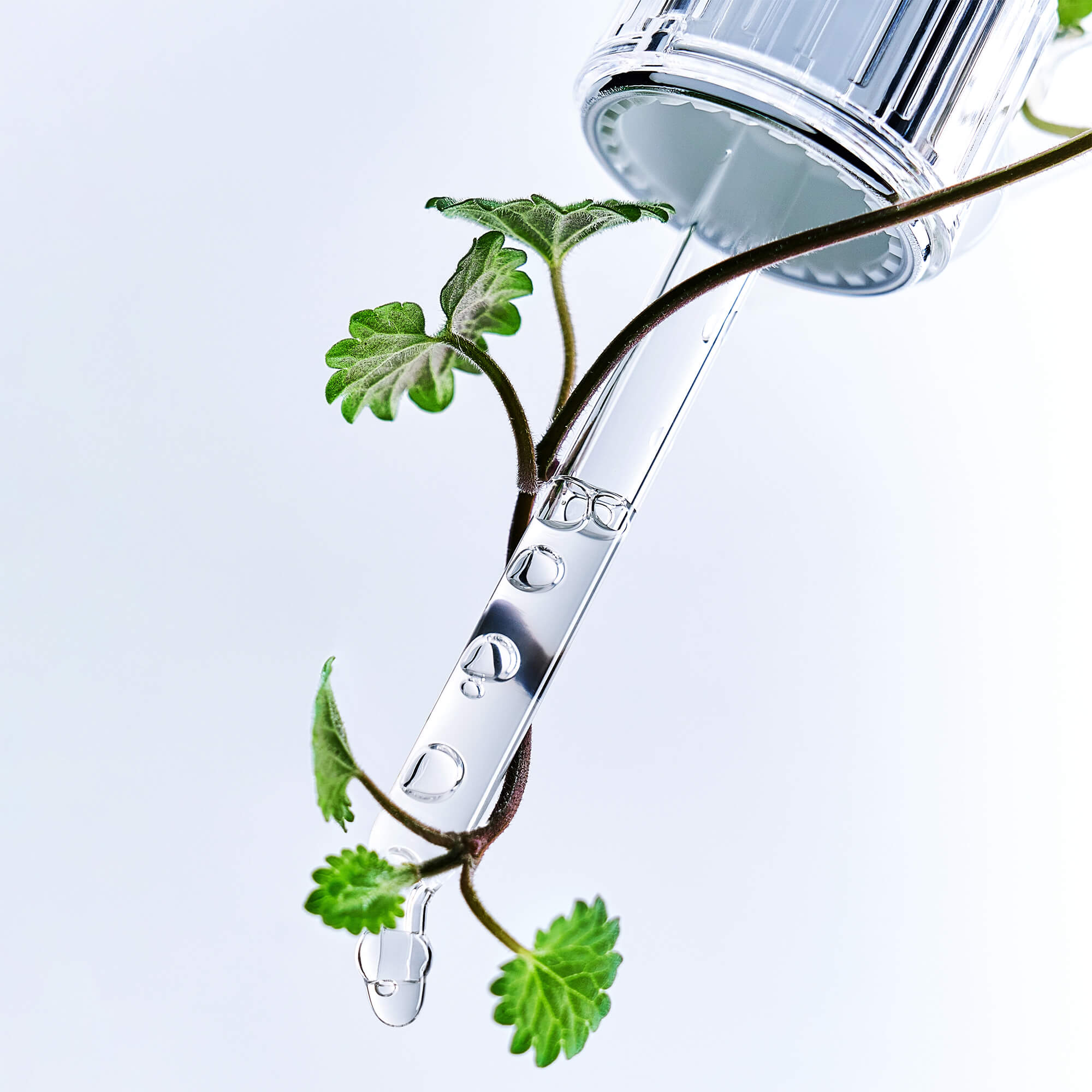 BRINGGREEN Zink-Teca-Serum gegen Hautunreinheiten – Konzentriertes Anti-Pickel-Serum fürs Gesicht, 25 ml #10